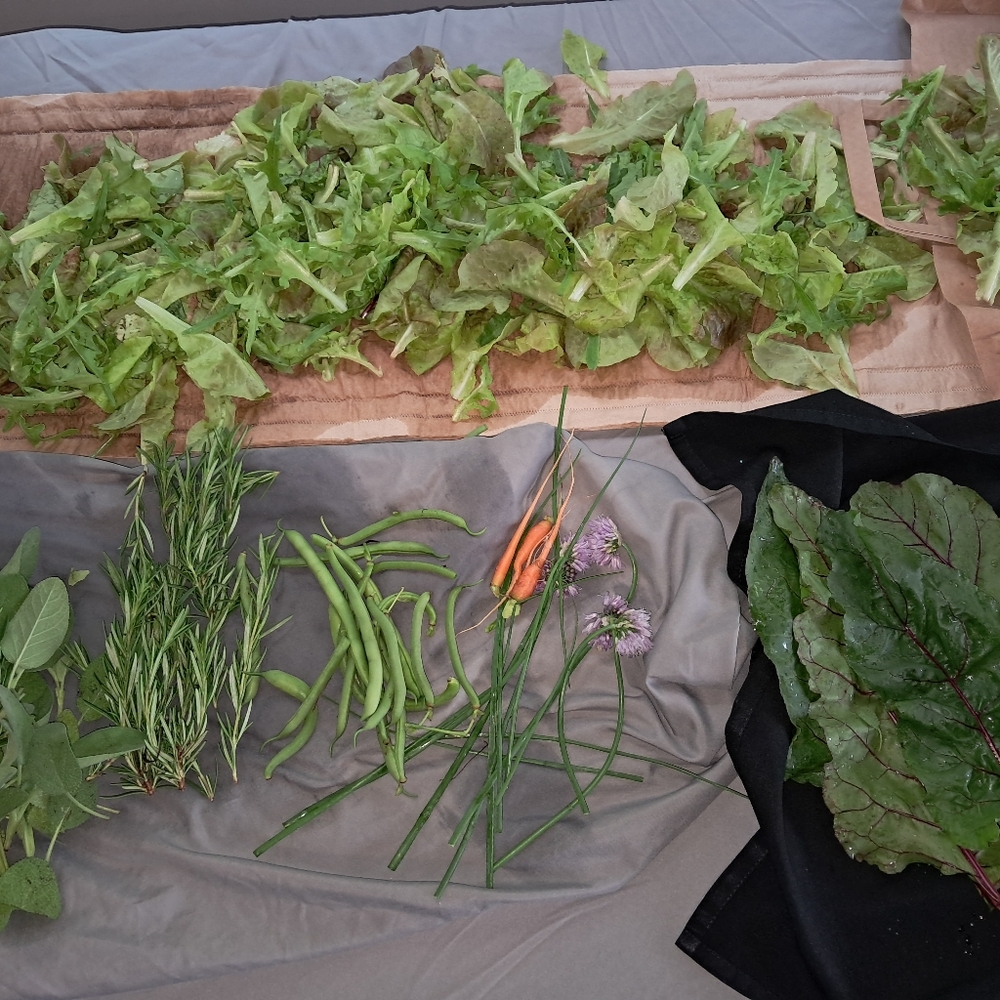 Garden DONATION Non GMO Seeds And  gift for your support. - Picture 4 of 16